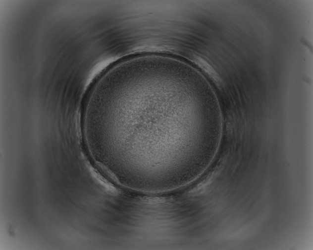X0000093581030200710151141