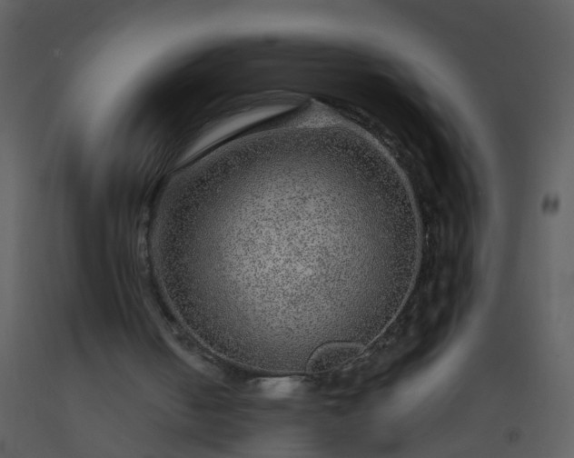 X0000093580050200710221511