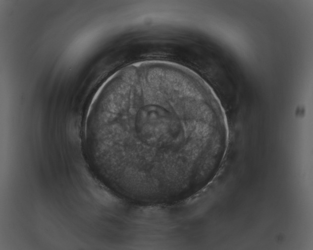 X0000093580146200710221510