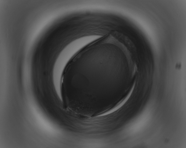 X0000093580239200710221509