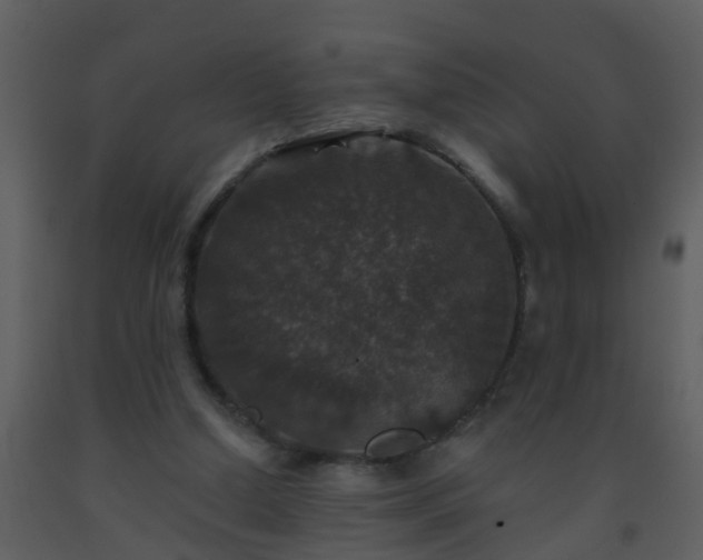X0000093580250200710221509