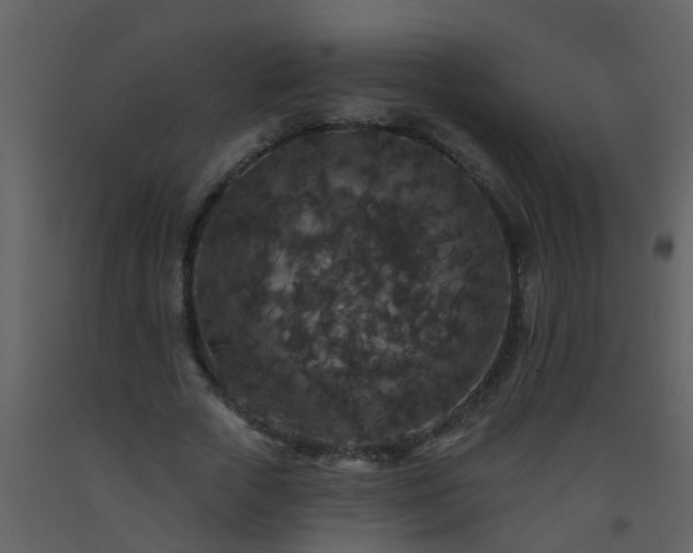 X0000093580729200710221502