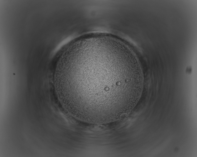 X0000093581255200710221456