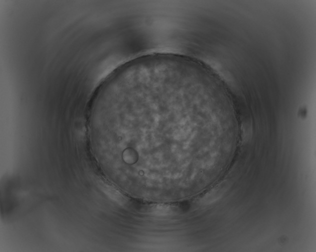 X0000093581266200710221456