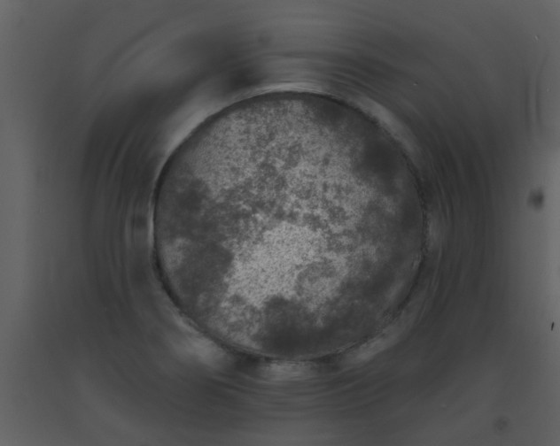 X0000093581274200710221456