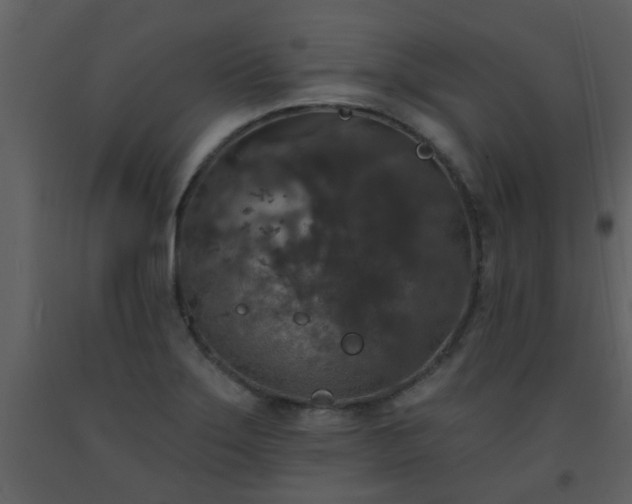 X0000093581275200710221456