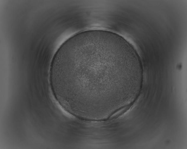X0000093581333200710221456