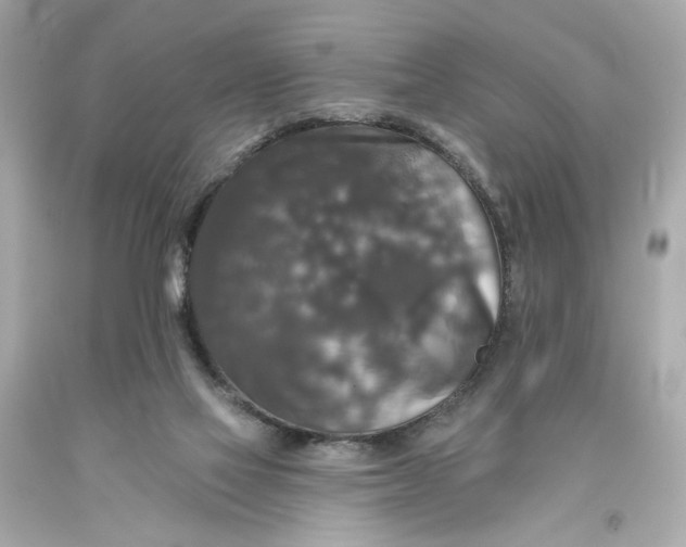 X0000093580069200710291110