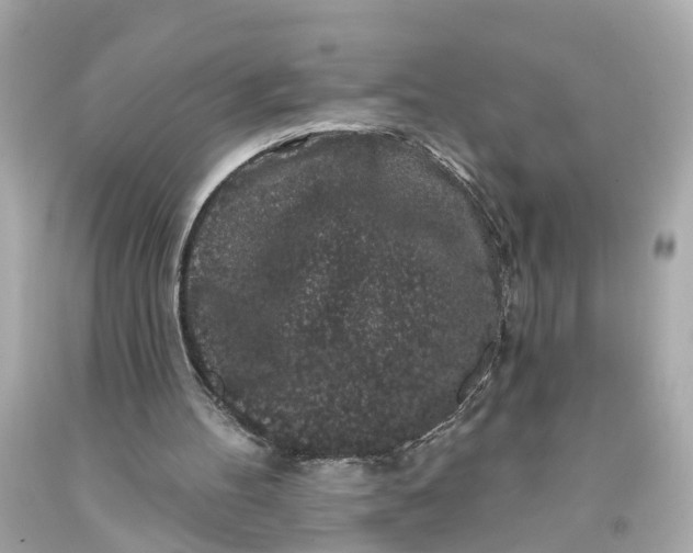 X0000093580100200710291110