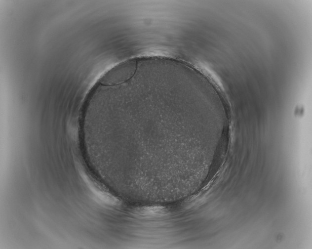 X0000093580108200710291110