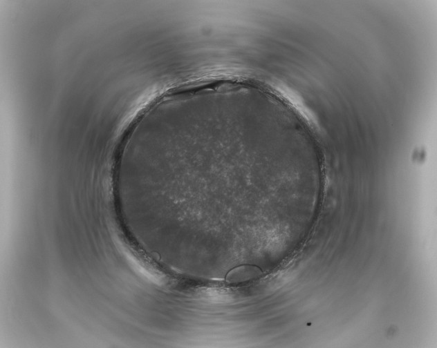 X0000093580250200710291107