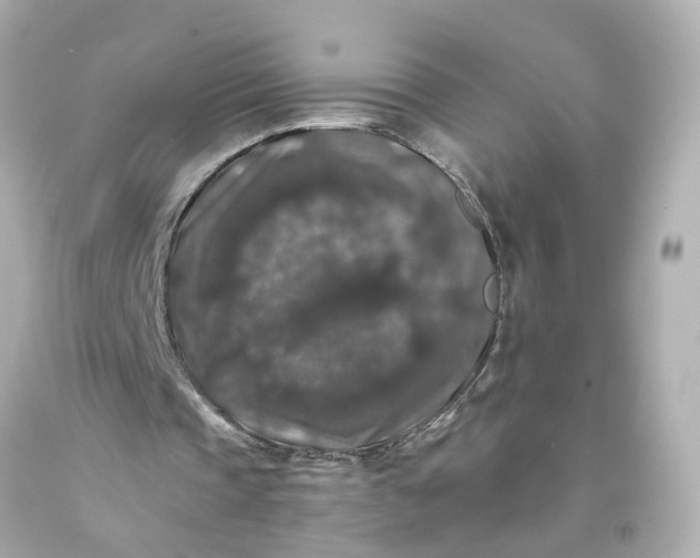 X0000093580337200710291106