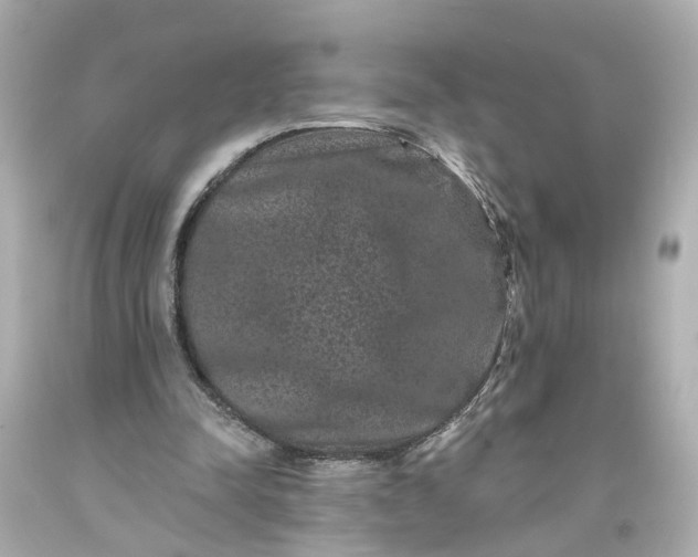 X0000093580342200710291106