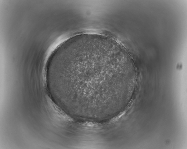 X0000093580343200710291106