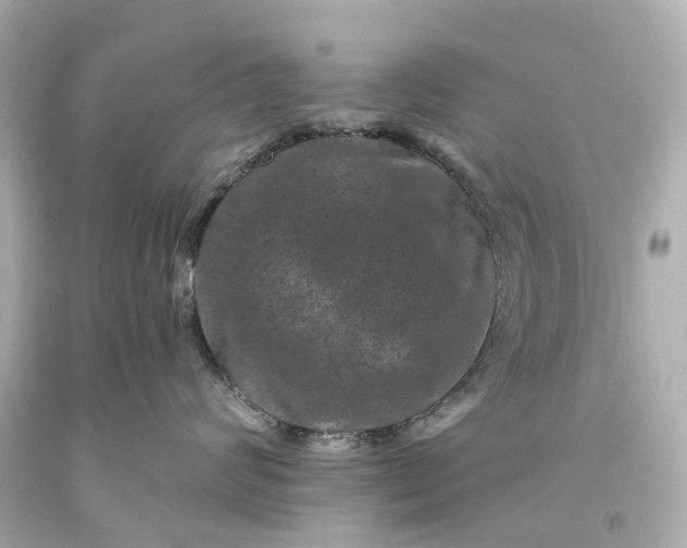 X0000093580624200710291102