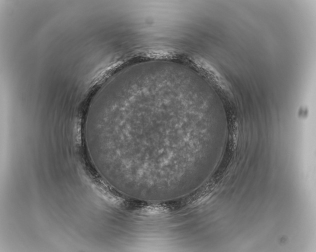 X0000093580696200710291101