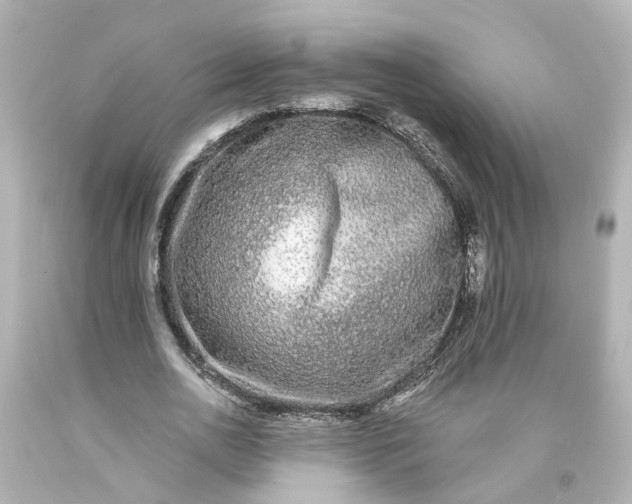 X0000093580726200710291101