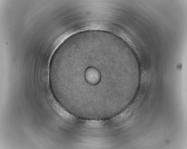 X0000093580836200710291059