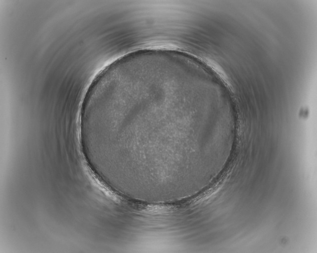 X0000093580840200710291059