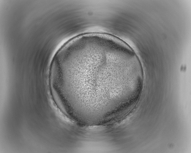 X0000093581008200710291057