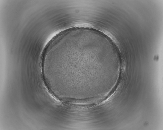 X0000093581022200710291057