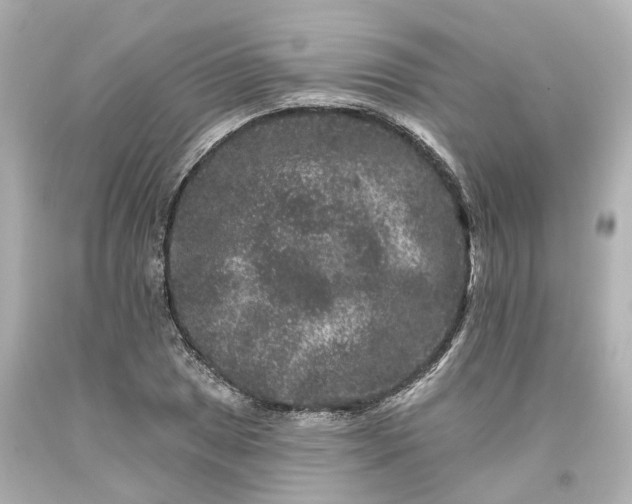 X0000093581025200710291057