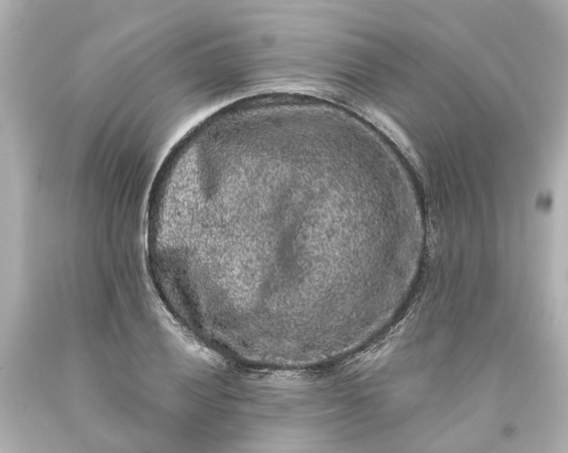 X0000093581028200710291057