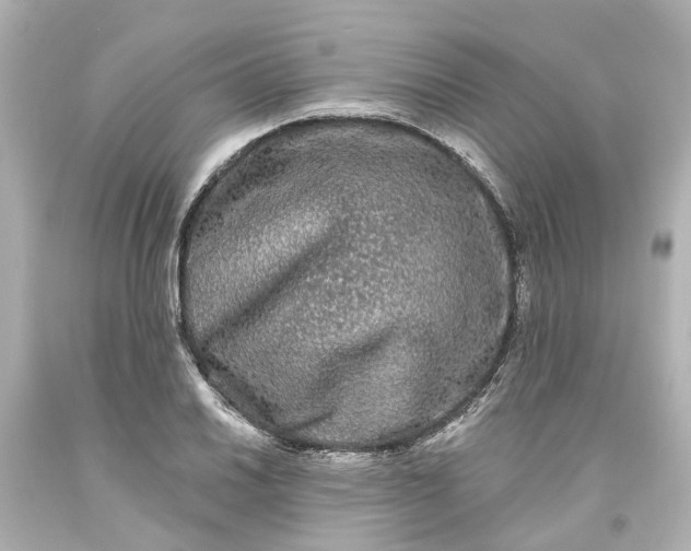 X0000093581030200710291057