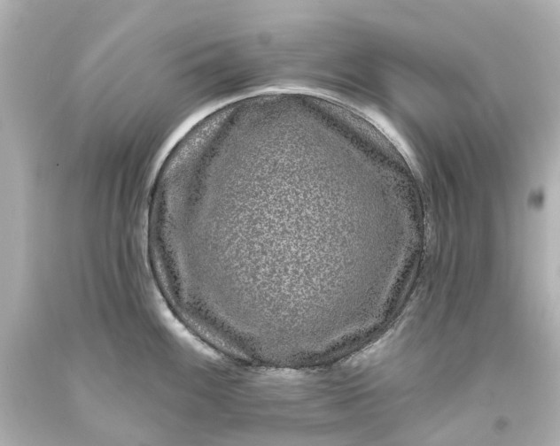 X0000093581100200710291056