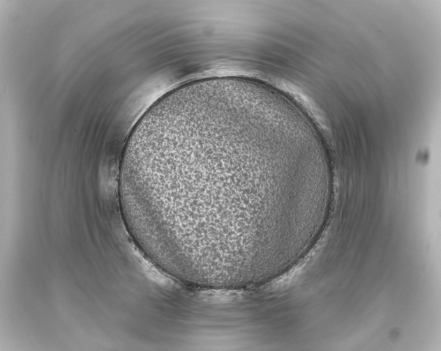 X0000093581185200710291055