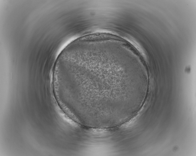 X0000093581198200710291055