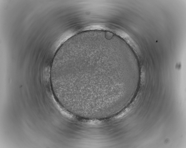 X0000093581233200710291054