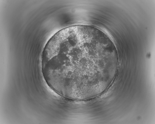 X0000093581243200710291055