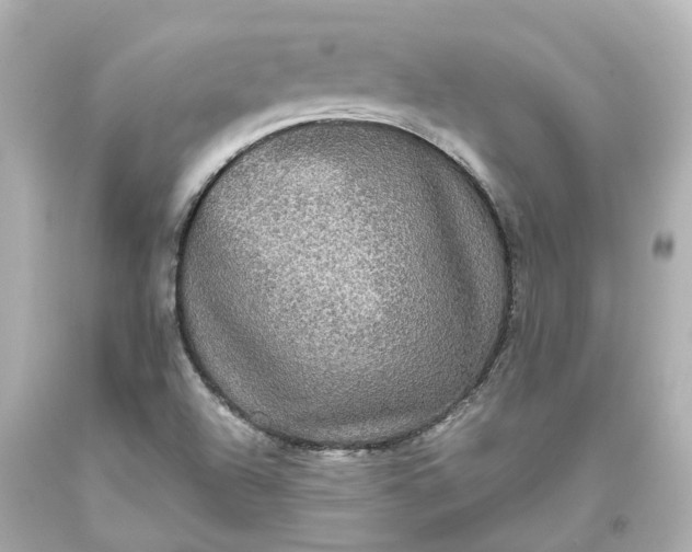 X0000093581504200710291050