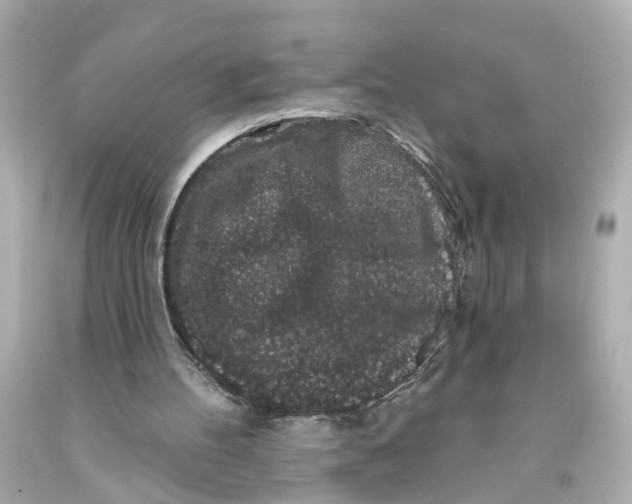 X0000093580100200711051126