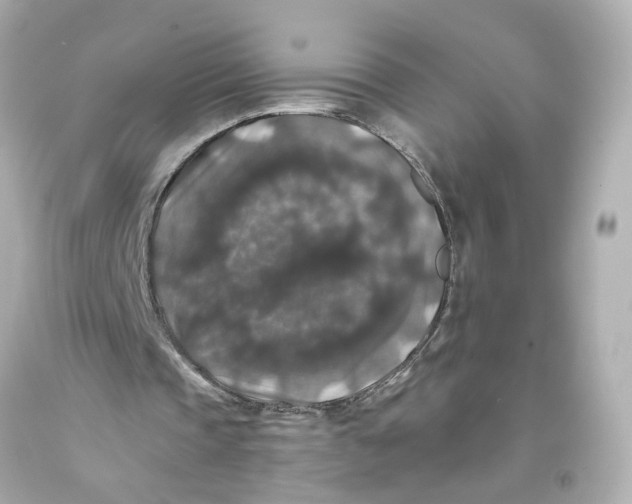 X0000093580337200711051122