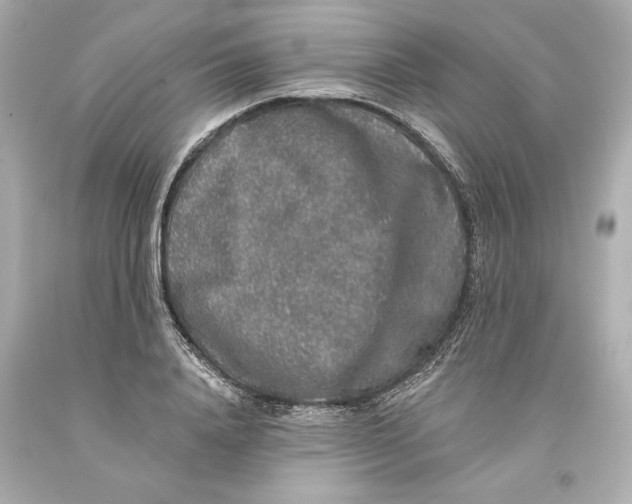 X0000093580840200711051116