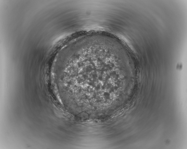 X0000093581063200711051113