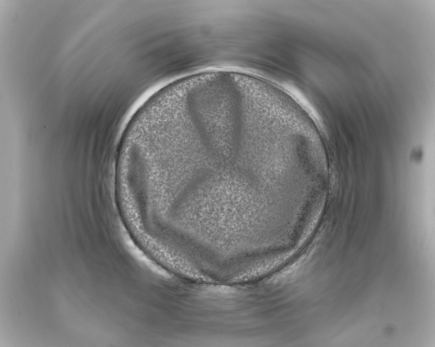 X0000093581100200711051113