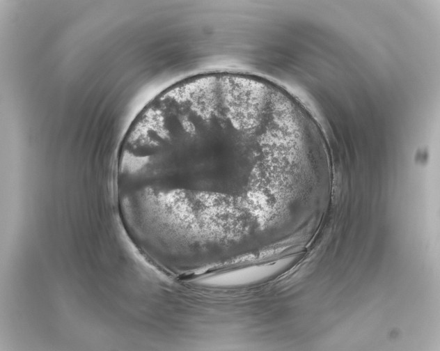 X0000093581295200711051110