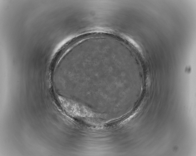 X0000093581310200711051110