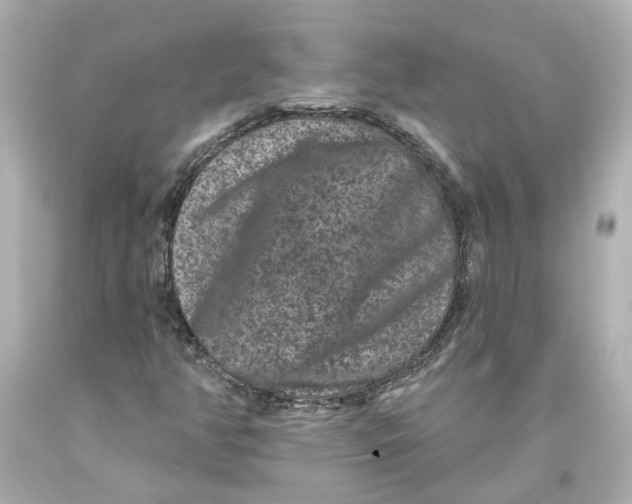 X0000093581350200711051110