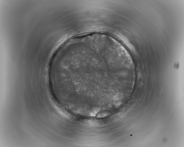 X0000093580250200711121107