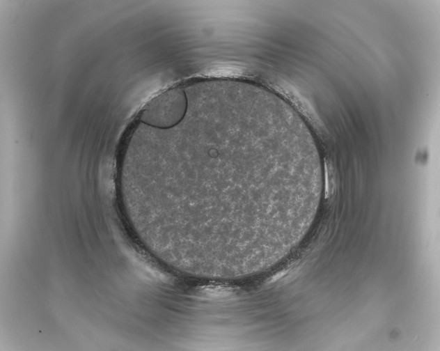 X0000093580300200711121107