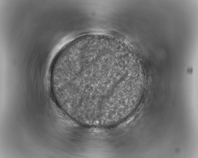 X0000093580343200711121106