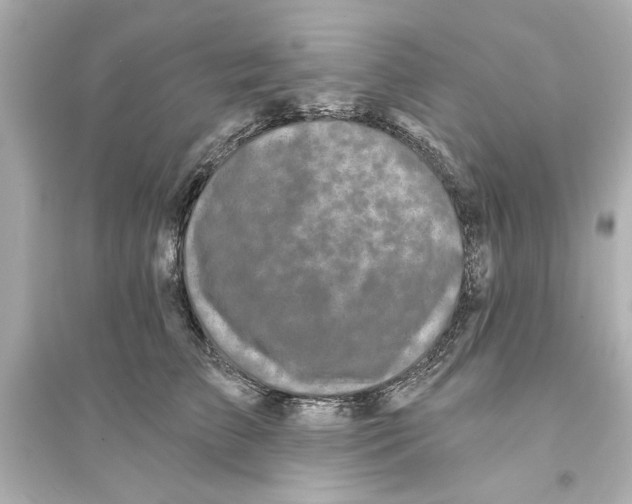 X0000093580709200711121101