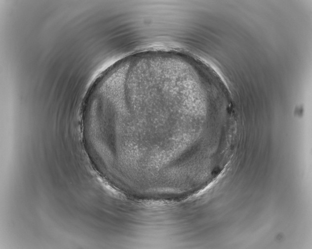 X0000093581018200711121056