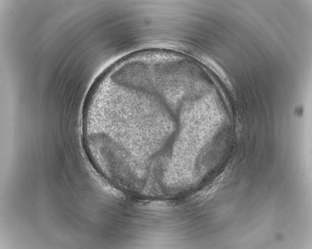 X0000093581028200711121056