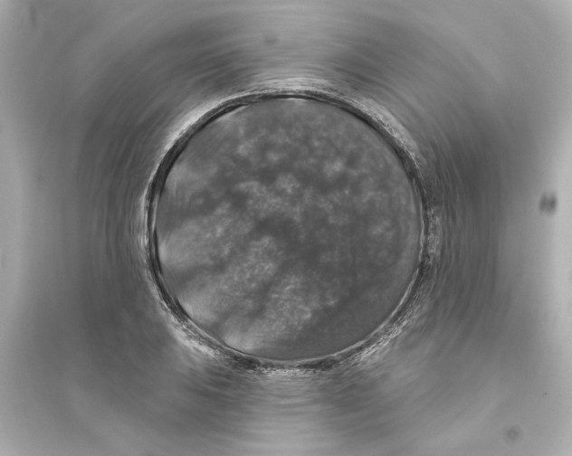 X0000093581031200711121056