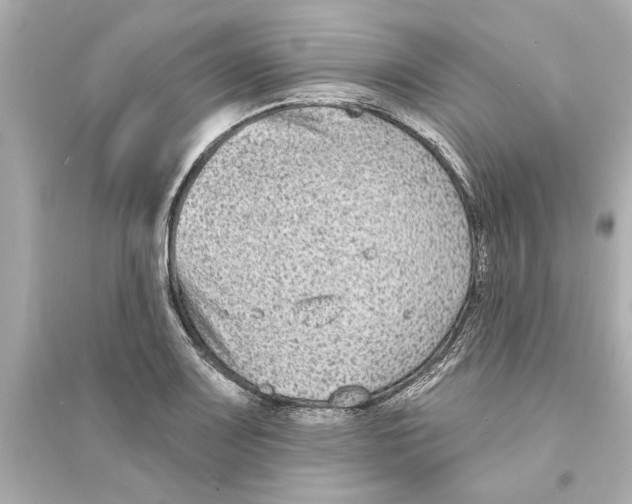 X0000093581083200711121055